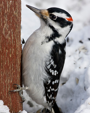 Hairy Woodpecker