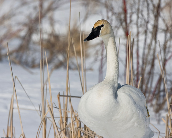 Trumpeter Swan