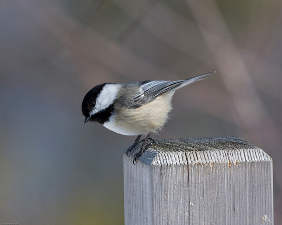 Black Capped Chickadee