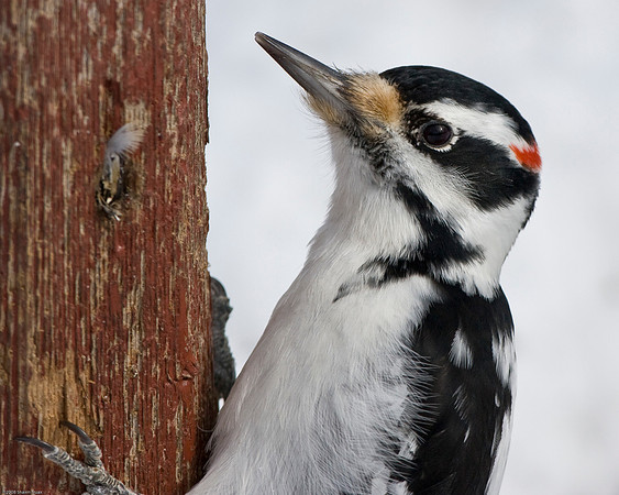 Hairy Woodpecker