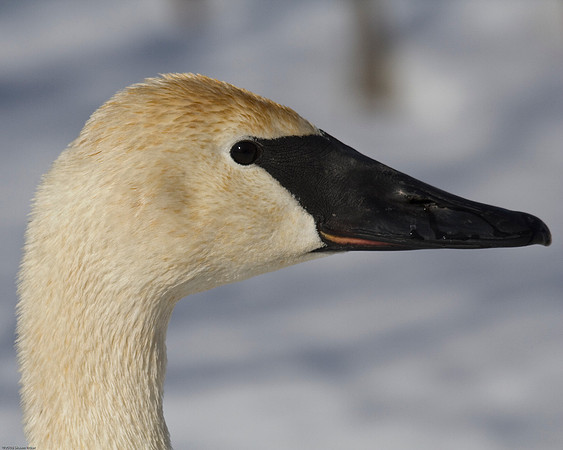Trumpeter Swan