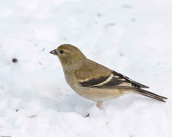 American Goldfinch