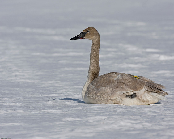 Trumpeter Swan