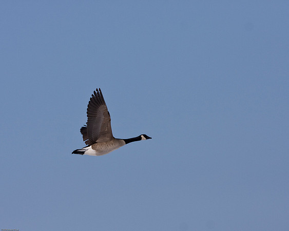 Canada Goose