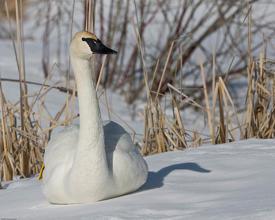 Trumpeter Swan