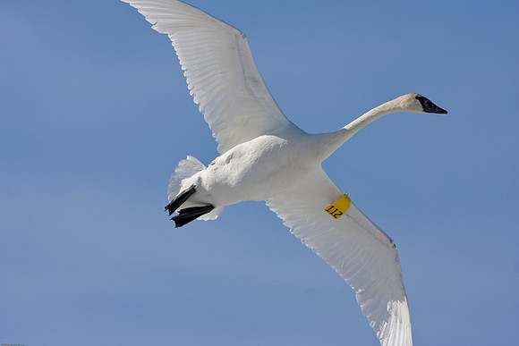 Trumpeter Swan