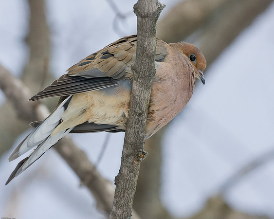 Dove