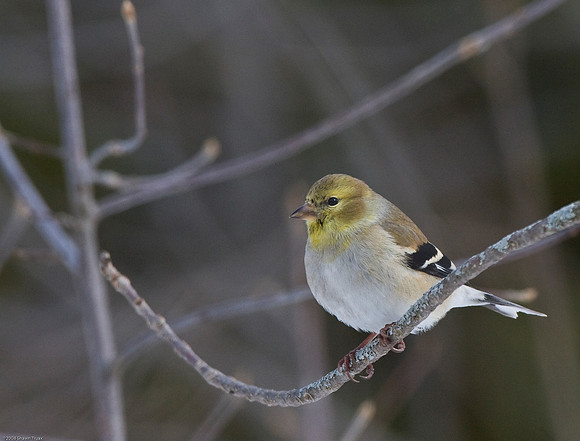 American Goldfinch