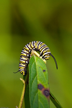 Monarch Caterpillar