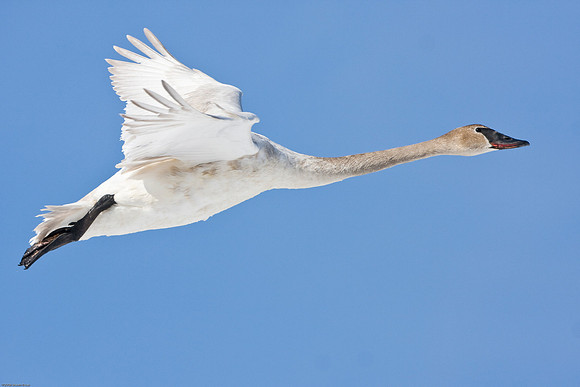 Trumpeter Swan