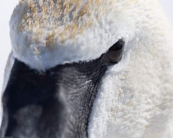 Trumpeter Swan