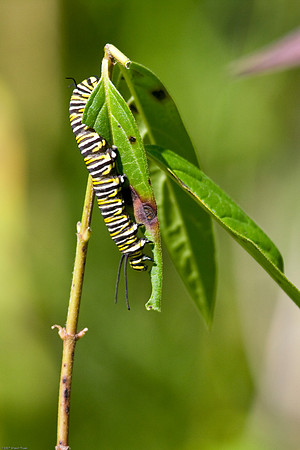 Monarch Catapillar