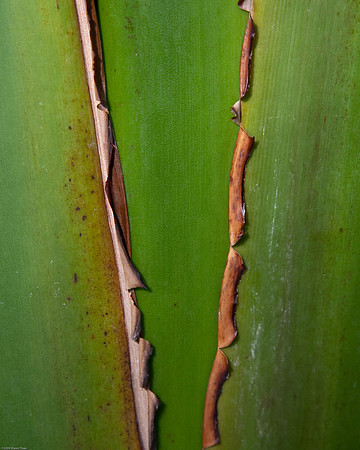 20090124-Allan_Gardens_006