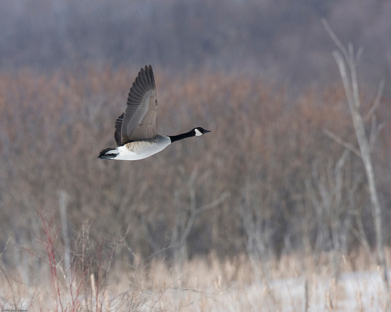 Canada Goose