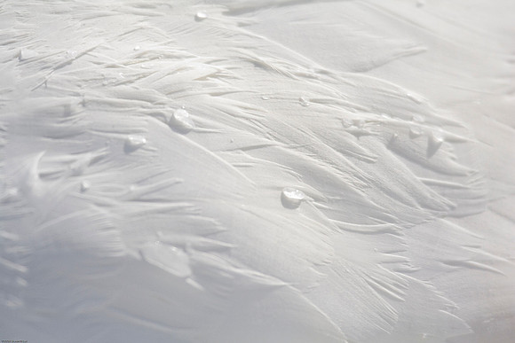Trumpeter Swan