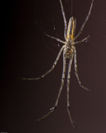 Elongate Long-jawed Orb Weaver