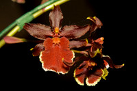 Orchid Show 2007