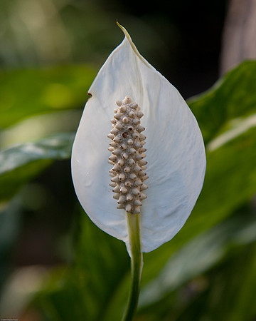 20090124-Allan_Gardens_009