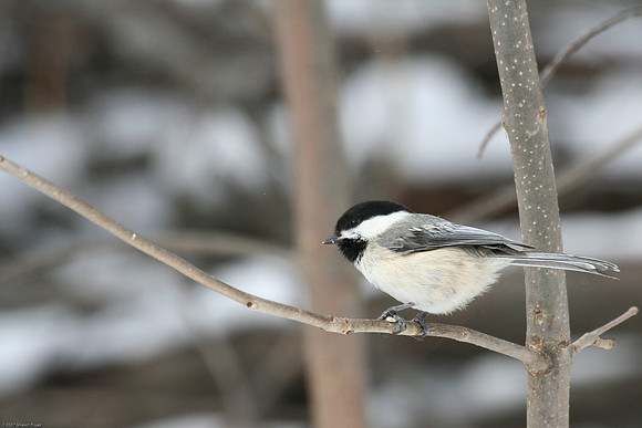 Black Capped Chickadee