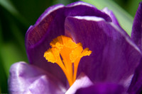 Allan Gardens 2007