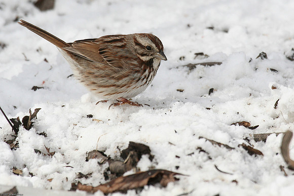 Song Sparrow
