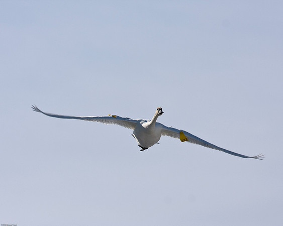 Trumpeter Swan