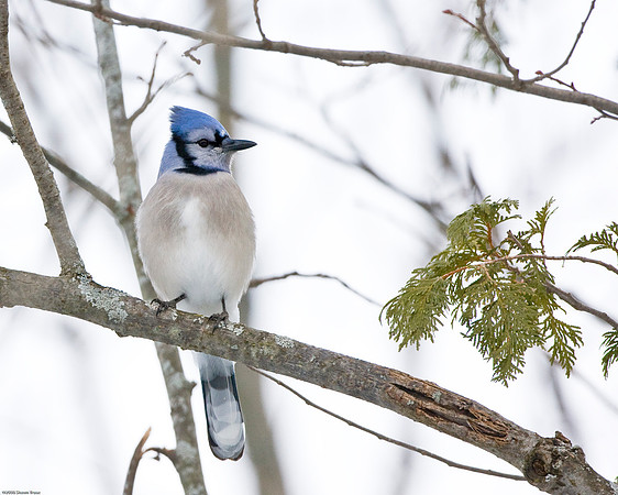 Blue Jay