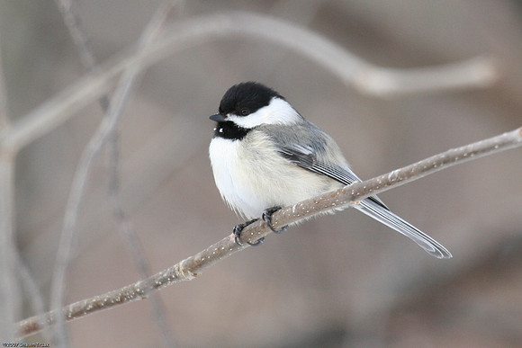 Black Capped Chickadee