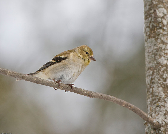 American Goldfinch