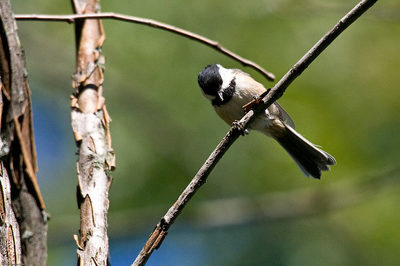 Black Capped Chickadee