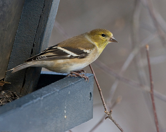 American Goldfinch