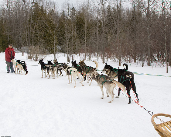 Local Dogsled Rides