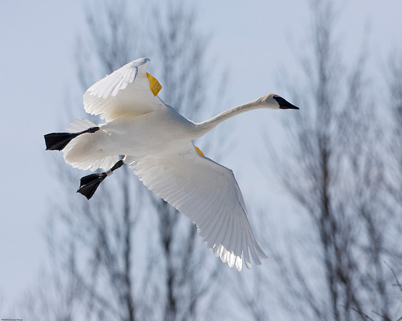 Trumpeter Swan