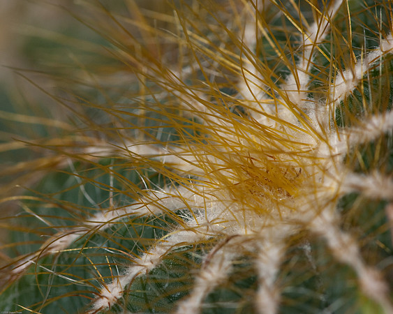 20090124-Allan_Gardens_015