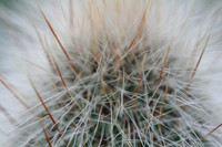 Allan Gardens 2006
