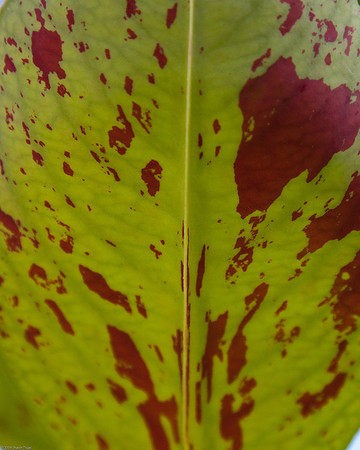 20090124-Allan_Gardens_012