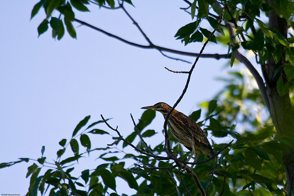 American Bittern