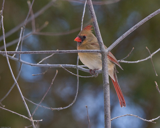 Cardinal
