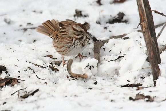 Song Sparrow