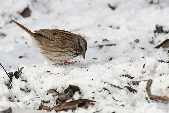 Song Sparrow