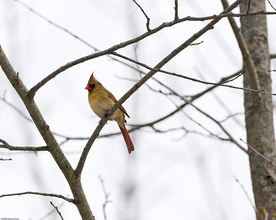 Cardinal