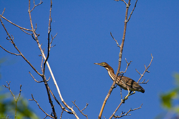 American Bittern