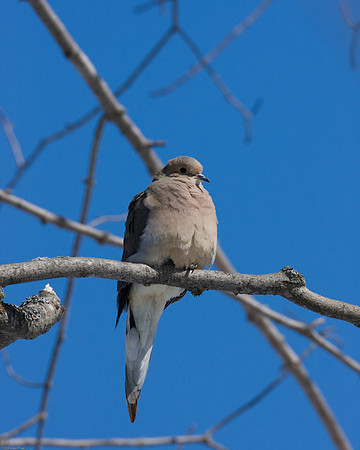 Dove