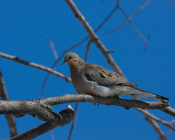 Dove