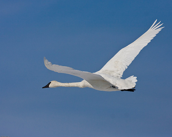 Trumpeter Swan