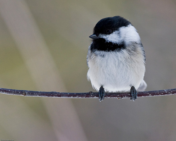 Black Capped Chickadee